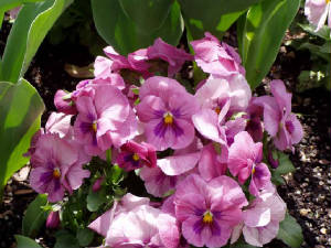 longwood-016.jpg