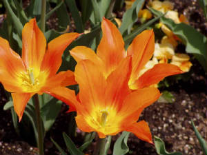 longwood-025.jpg
