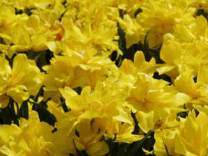 longwood-026.jpg