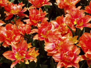 longwood-029.jpg