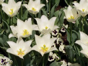 longwood-033.jpg