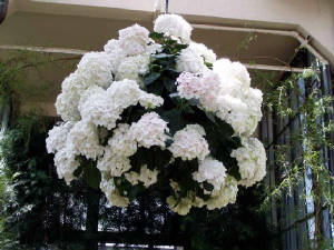 longwood-071.jpg