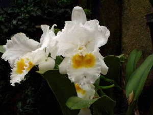 longwood-075.jpg