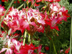 longwood-094.jpg