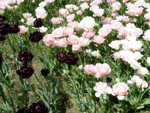 mayroches-006.jpg