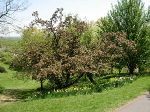 mayroches-019.jpg