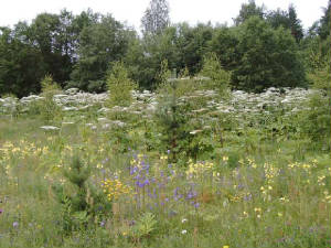 picture-001.jpg