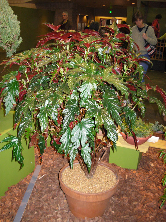 03062008philiflex-095.jpg