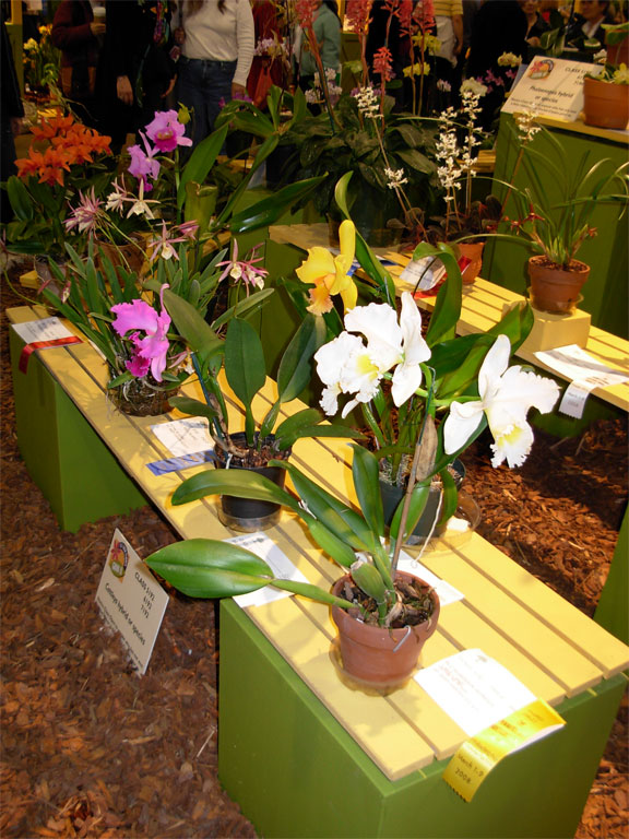03062008philiflex-096.jpg
